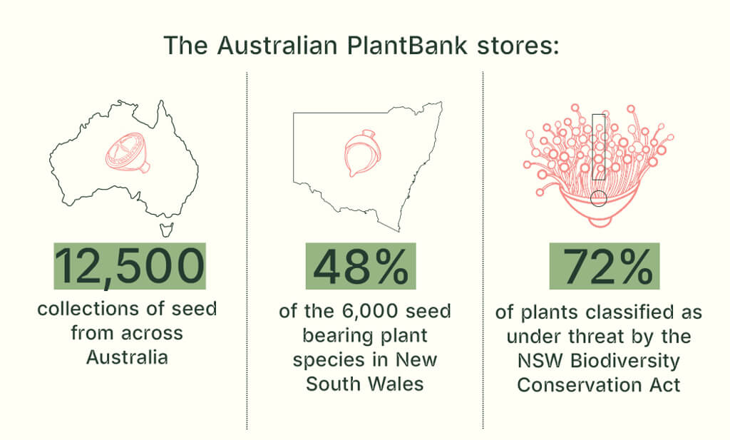 The Australian PlantBank stores: 12,500 collections of seed; 48% of the 6,000 seed bearing plant species in NSW; 72% of plants classified as under threat by the NSW Biodiversity Act