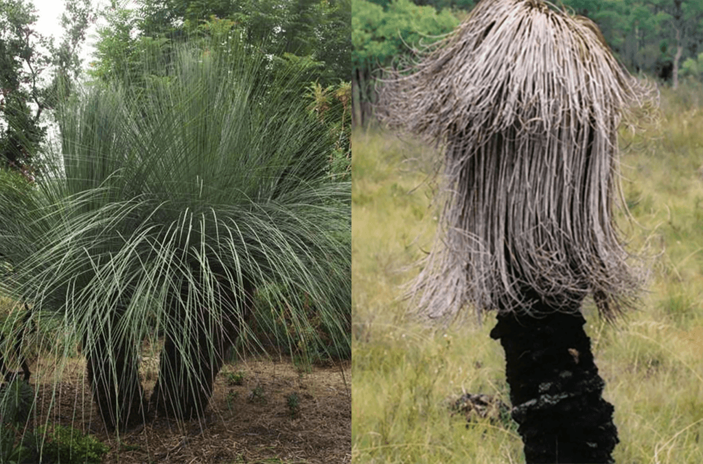 A grass tree is infected with root rot and appears dead