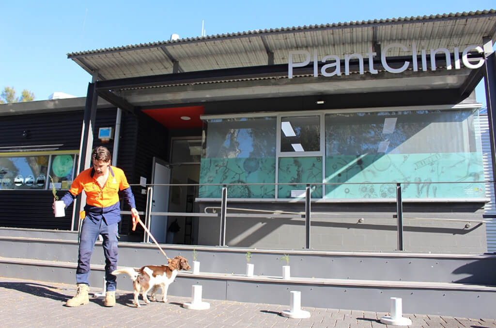 Ryan Tate from TATE Animal Training Enterprises outside of the PlantClinic at the Royal Botanic Garden Sydney conducting a test with the detection dog Alice who has successfully identified Phytophthora cinnamomi in one of the tubes.