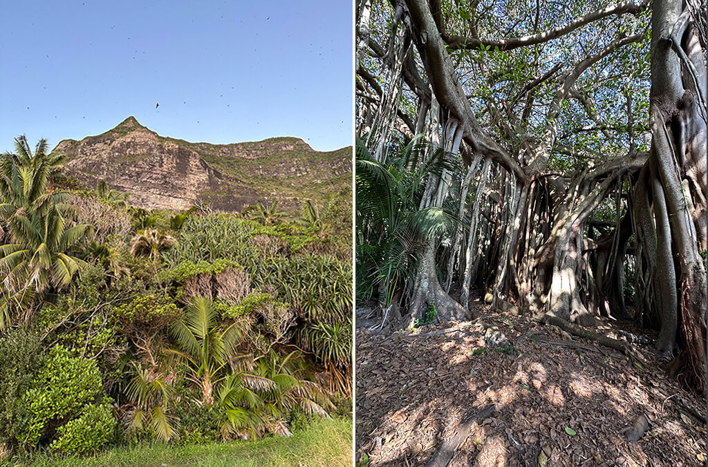 Mountain ranges and rainforests on Lord Howe Island