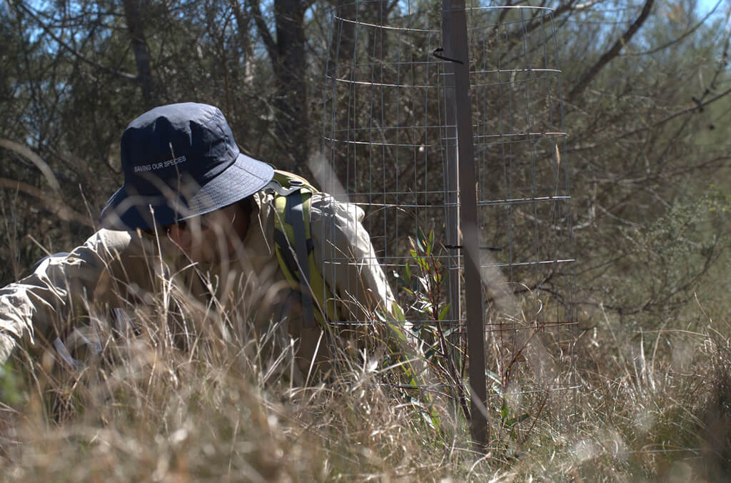 Simon Lee from the NSW Saving Our Species team monitoring the genetically optimised Eucalyptus cryptica translocation. Credit: Chantelle Doyle/Botanic Gardens of Sydney