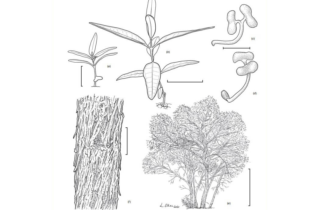 Illustration of Eucalyptus cryptica