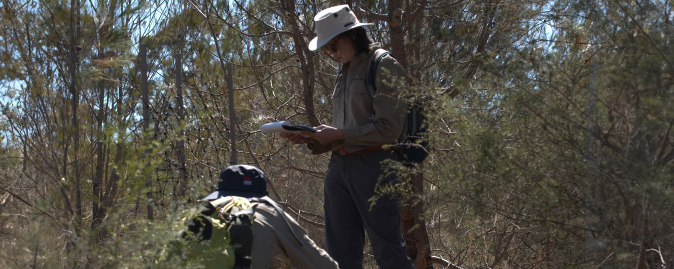 Field workers conducting research on Eucalptus cryptica