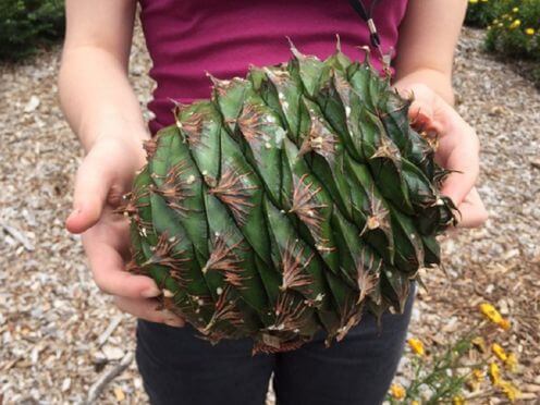 Bunya Pine cone