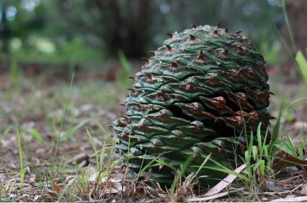 A Bunya Pine cone placed on the ground