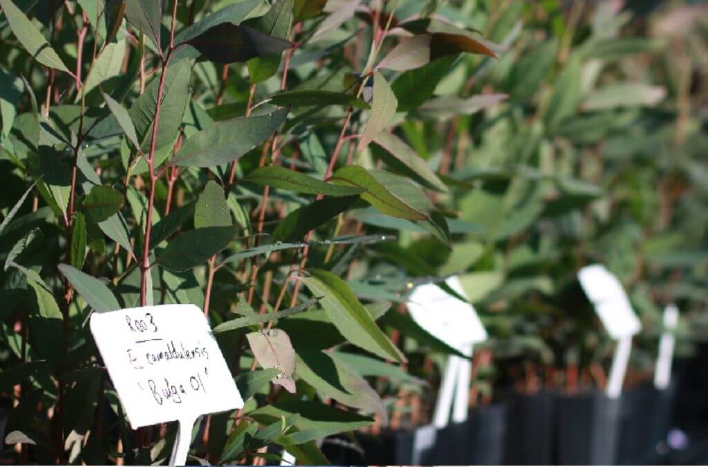 A genetically diverse collection of River Red Gum seedlings