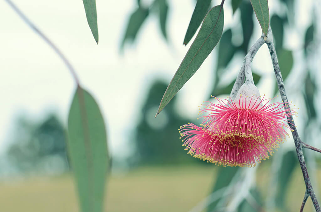 King princess eucalyptus 