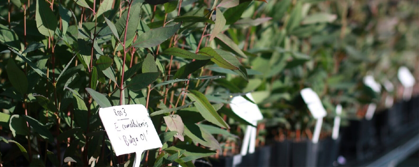 Eucalyptus seedlings