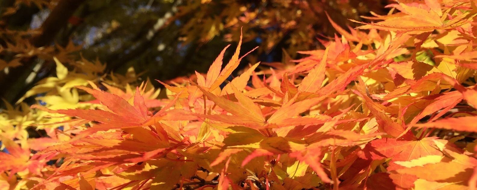 Close up on autumn leaves on the ground