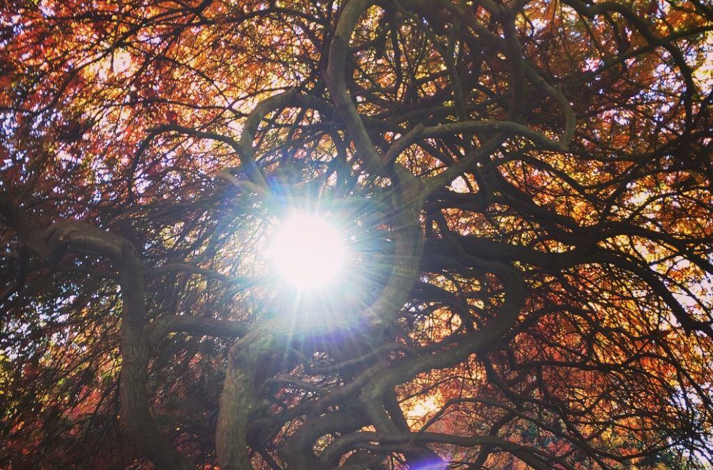 Looking up into a deciduous trees with autumn coloured leaves as the sun shines through