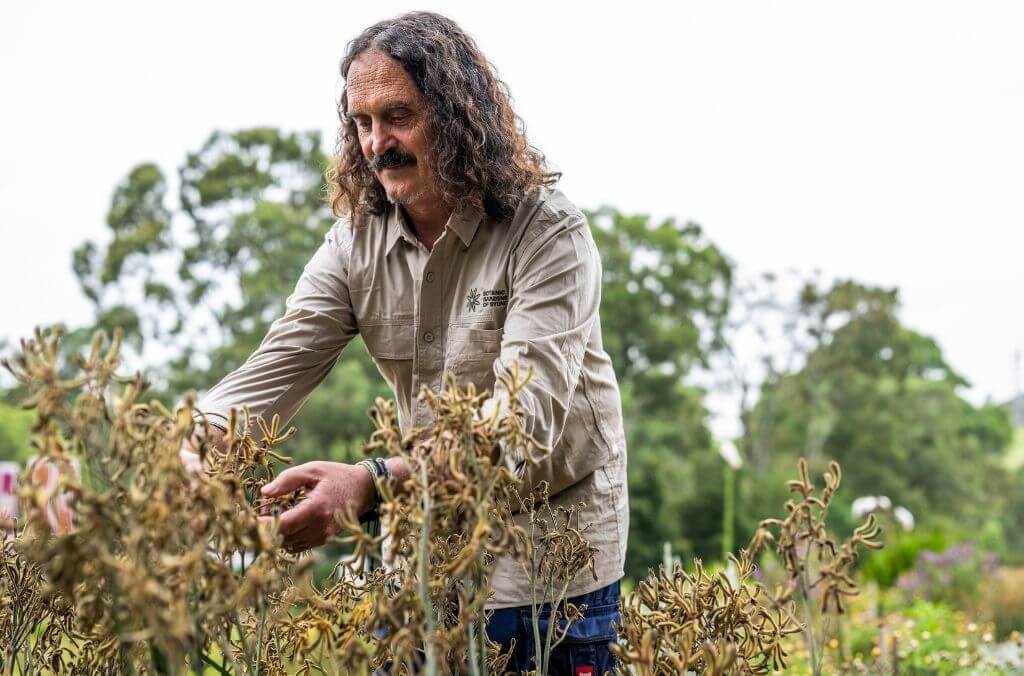 Staff-Peter-Dawe-kangaroo-paw-1024x676.jpg