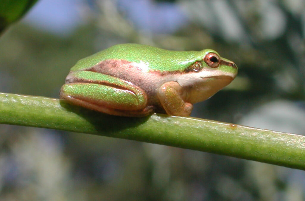 education-green-frog-1024x676.jpg