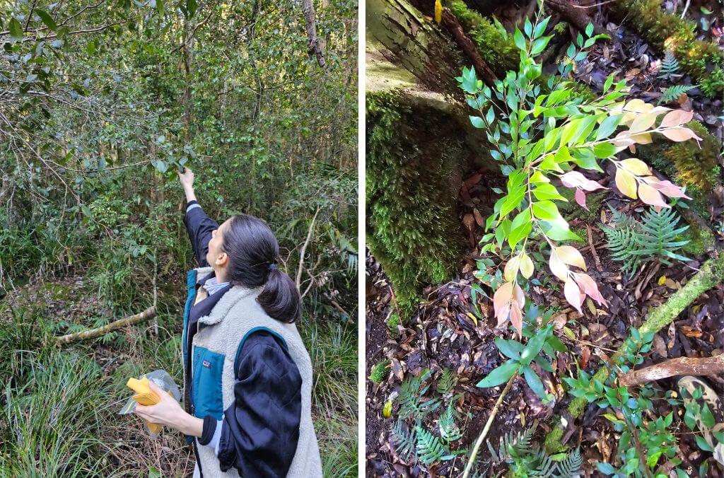 (left) Manuela Cascini collecting a leaf sample(right) The endangered Uromyrtus australis growing in Nightcap National Park.