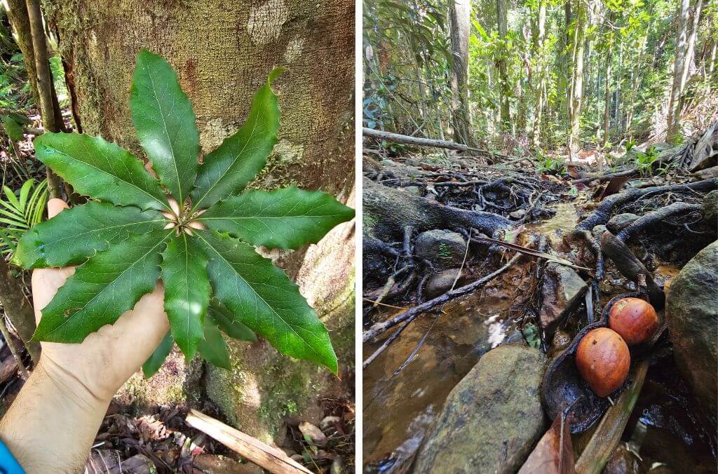 (left) Endangered Nightcap Oak growing in-situ in Nightcap National Park.  (right) Castanospermum australe (Blackbean), seen here in a Big Scrub rainforest remnant.