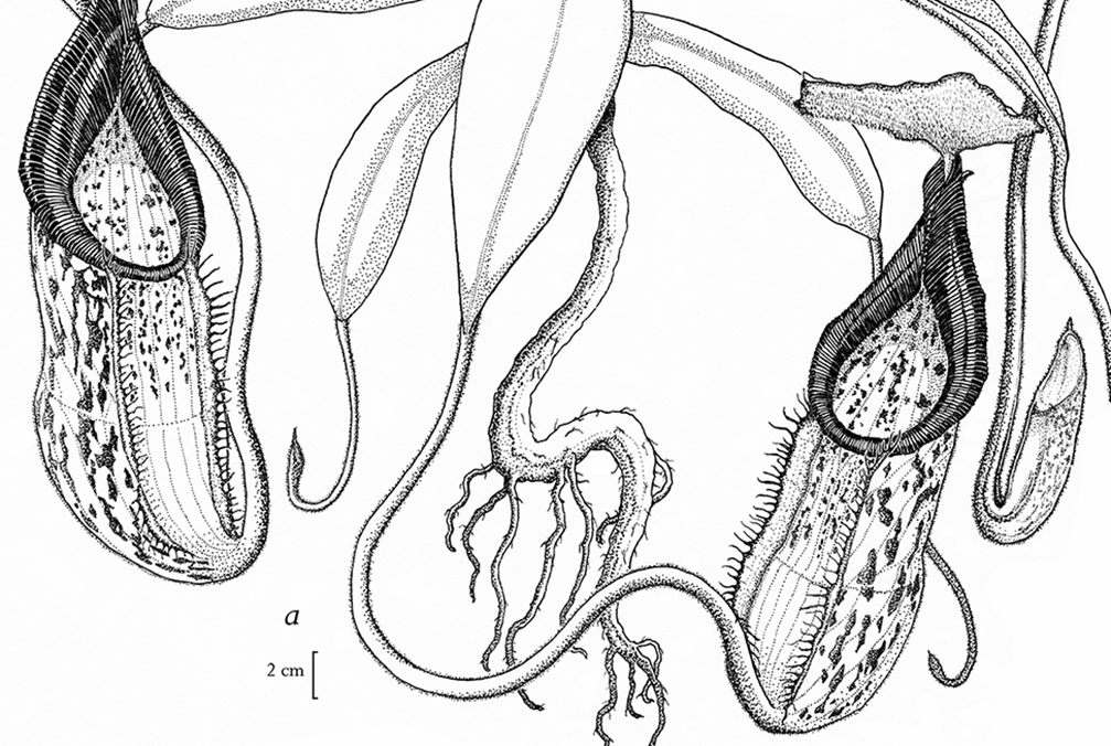 Nepenthes limiana botanical illustration