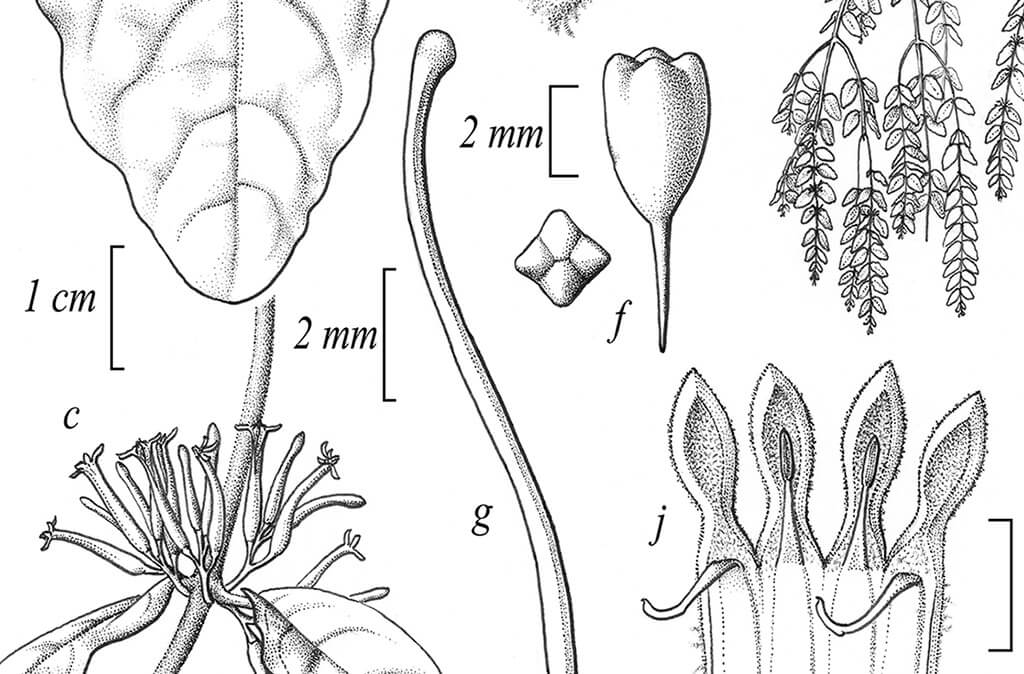 Scurrula ferruginea botanical illustration