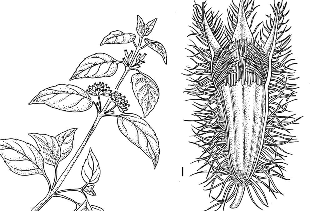 Minthostachys verticillata botanical illustration