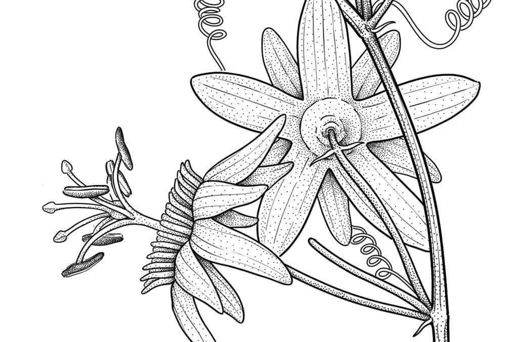 Passiflora helleri botanical illustration