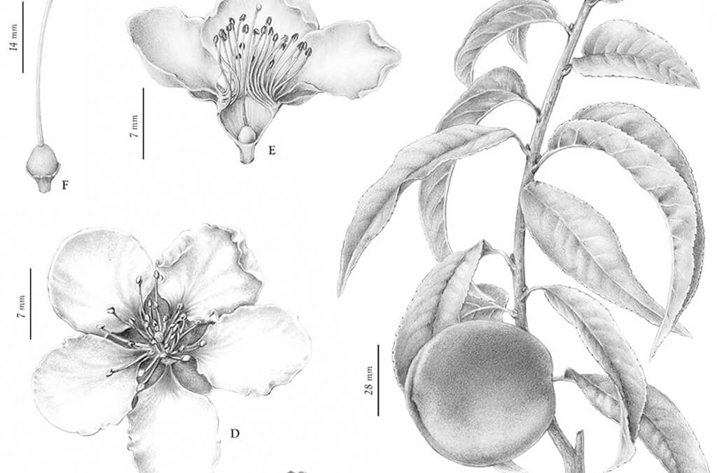 botanical illustration_1024x676