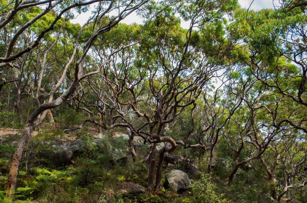 Eucalyptus trees