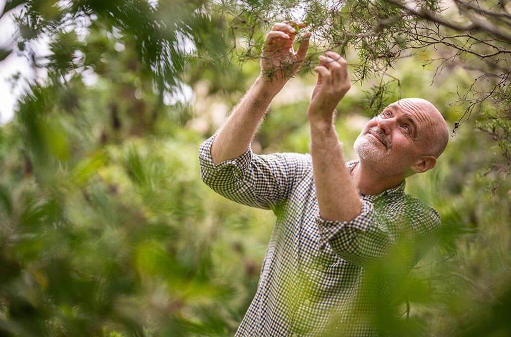 A scientist looks at a tree