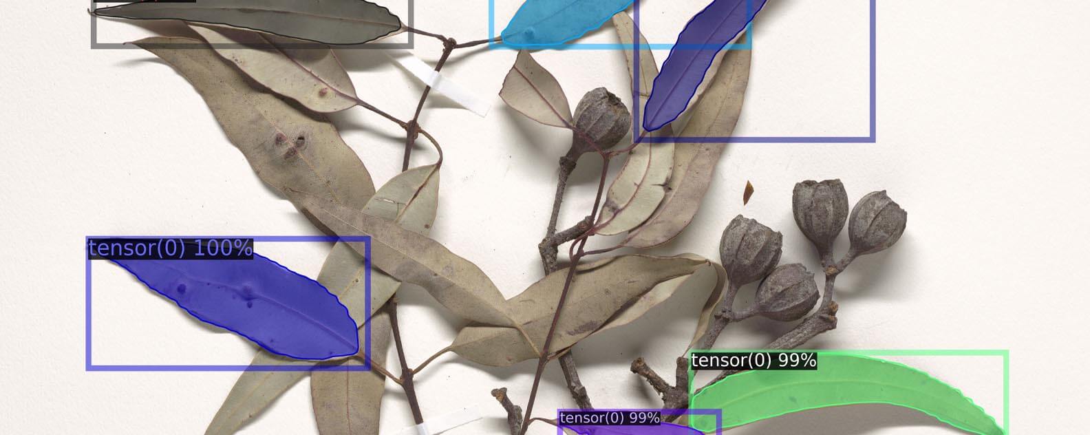 A machine learning program working on eucalyptus leaves