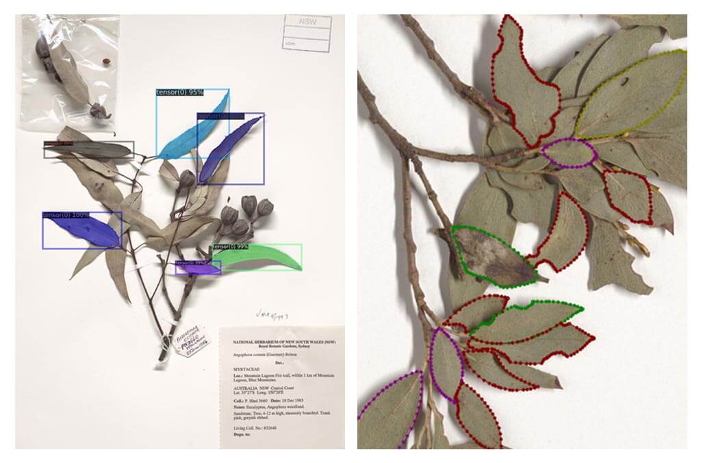 The study used ‘computer vision’ to asses Australian eucalypts. The image on the right shows the ‘training’ for the machine learning model to identify the leaves on the left.