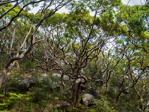 Sydney Red Gums (Angophora costata)