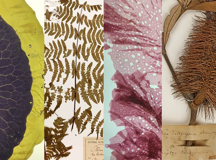 herbaria collage