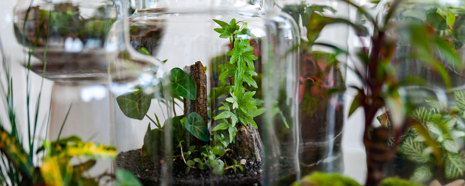 Jars filled with plants and soil