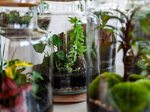 Jars filled with plants and soil