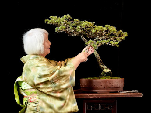 Events-Bonsai-thumbnail-496x372.jpg