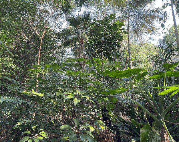 Rainforest