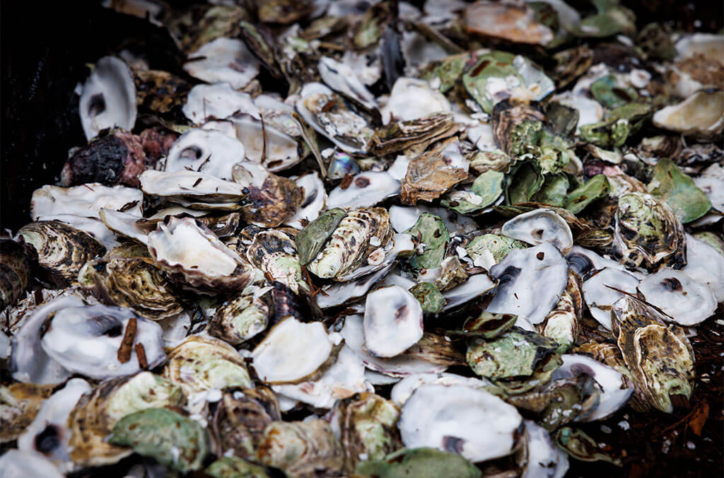 Oyster shells