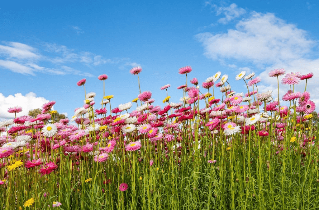 Paper daises at the Australian Botanic Garden Mount Annan