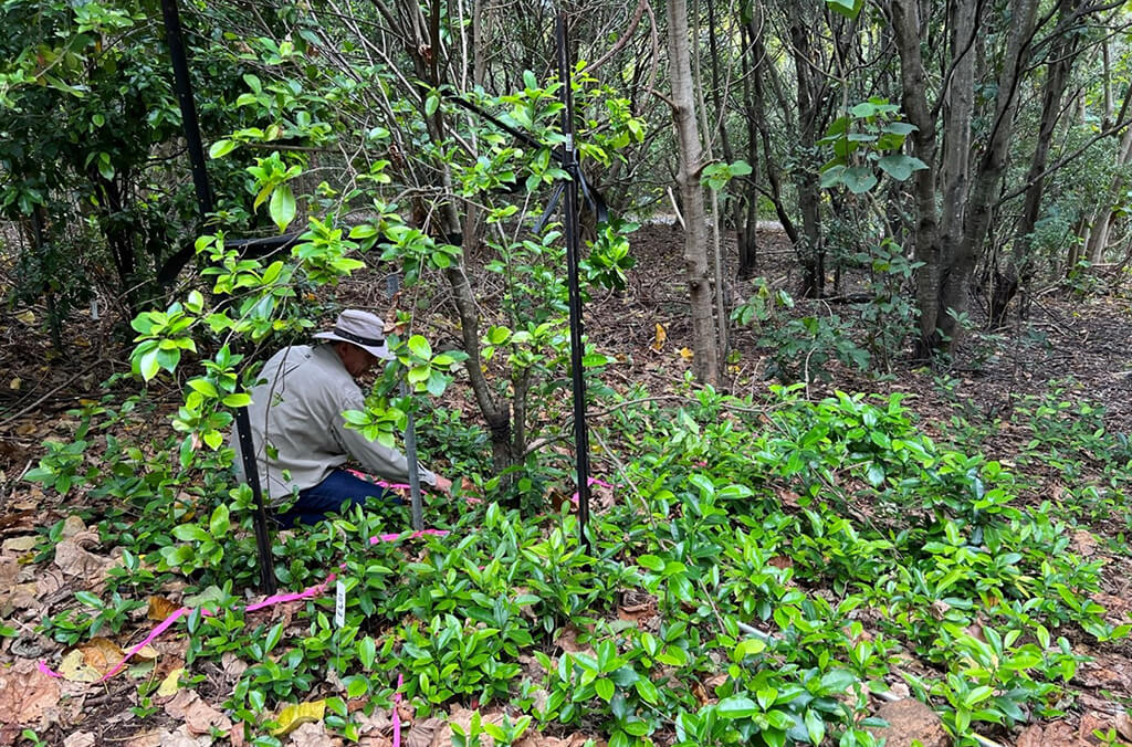 A scientist planting trees in the field