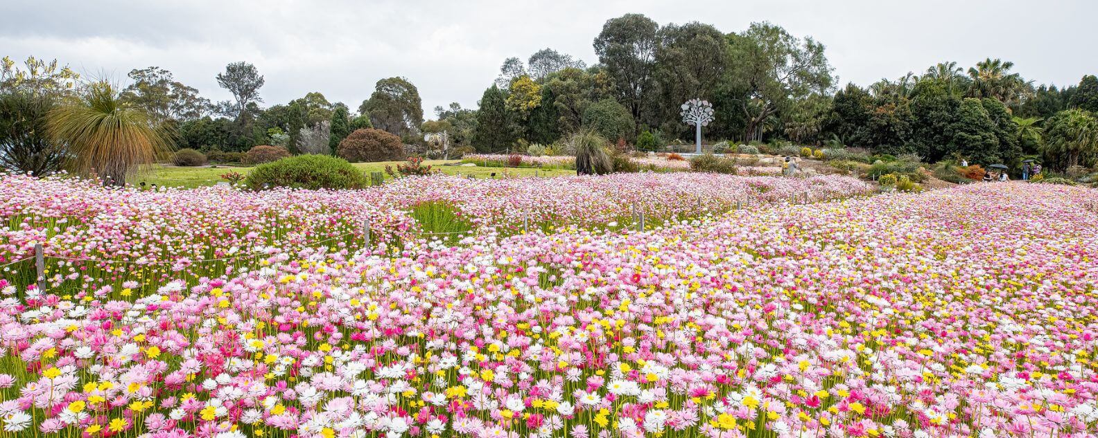 Connections Garden, Australian Botanic Garden Mount Annan