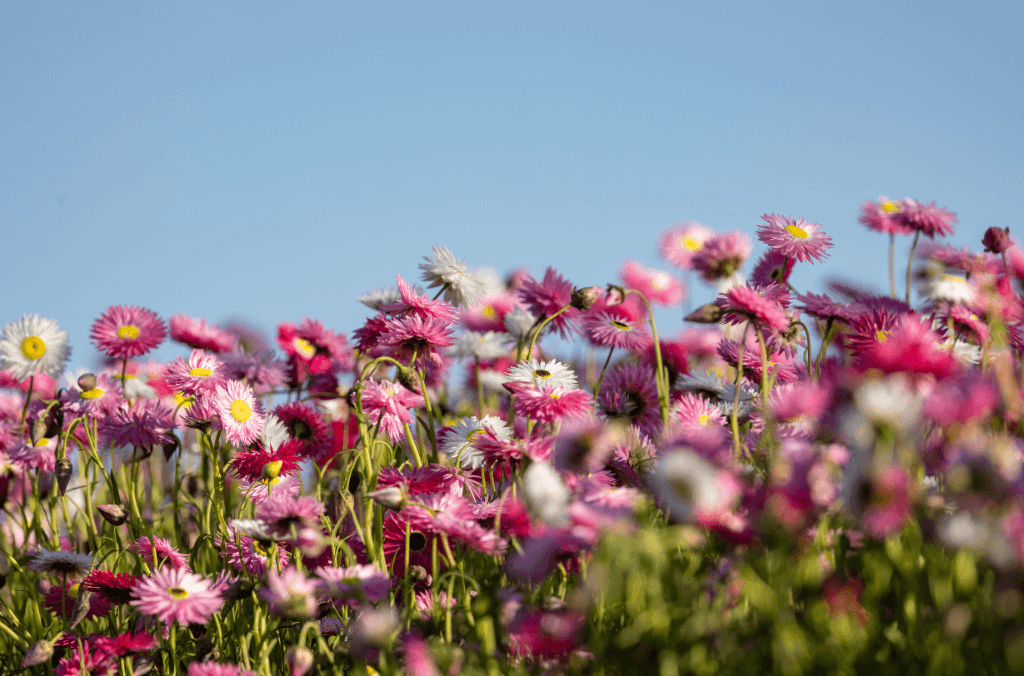 Paper daises in the Connections Garden at Australian Botanic Garden Mount Annan