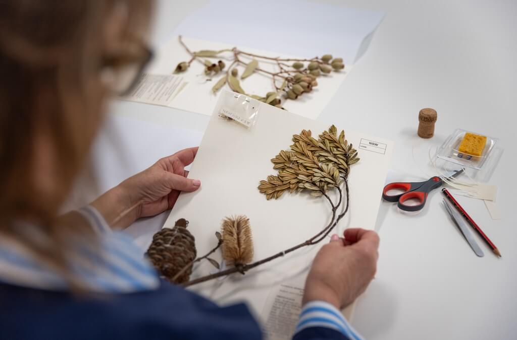 mounting herbarium specimen