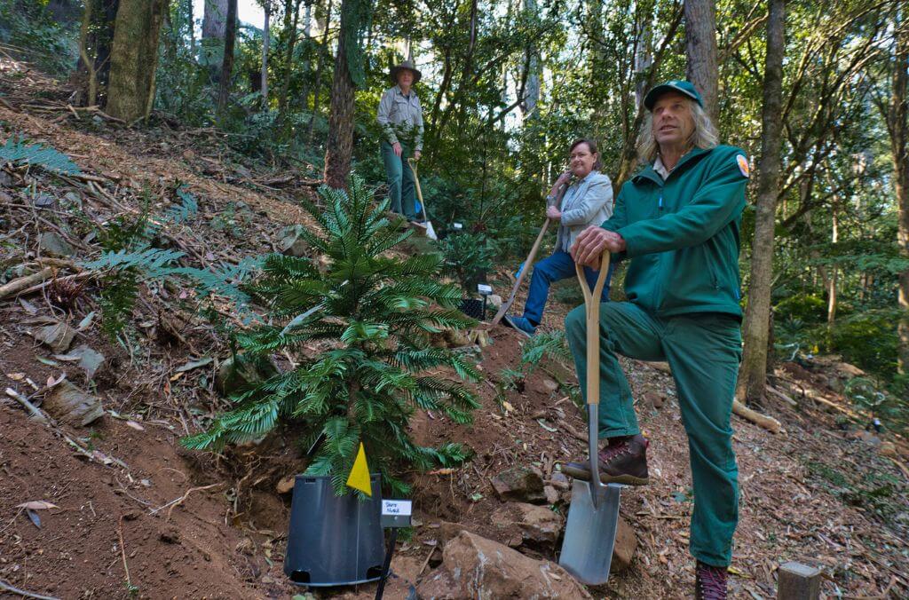 David Noble stands next to a Wollemi Pine sapling