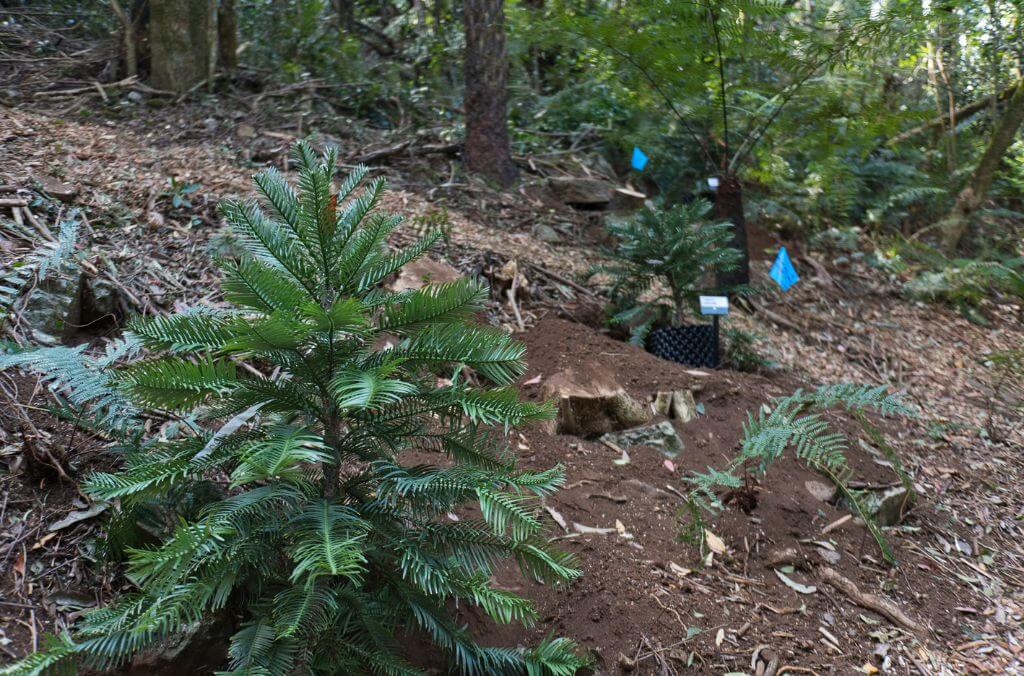 Wollemi Pine saplings at the Blue Mountains Botanic Garden Mount Tomah