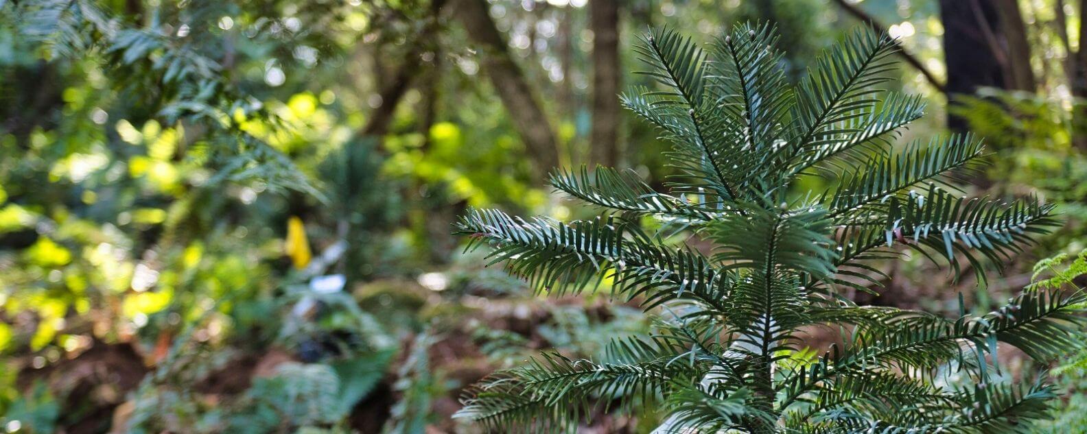 Wollemi Pine sapling at the Blue Mountains Botanic Garden Mount Tomah