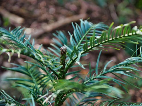 Close up of Wollemi Pine sapling