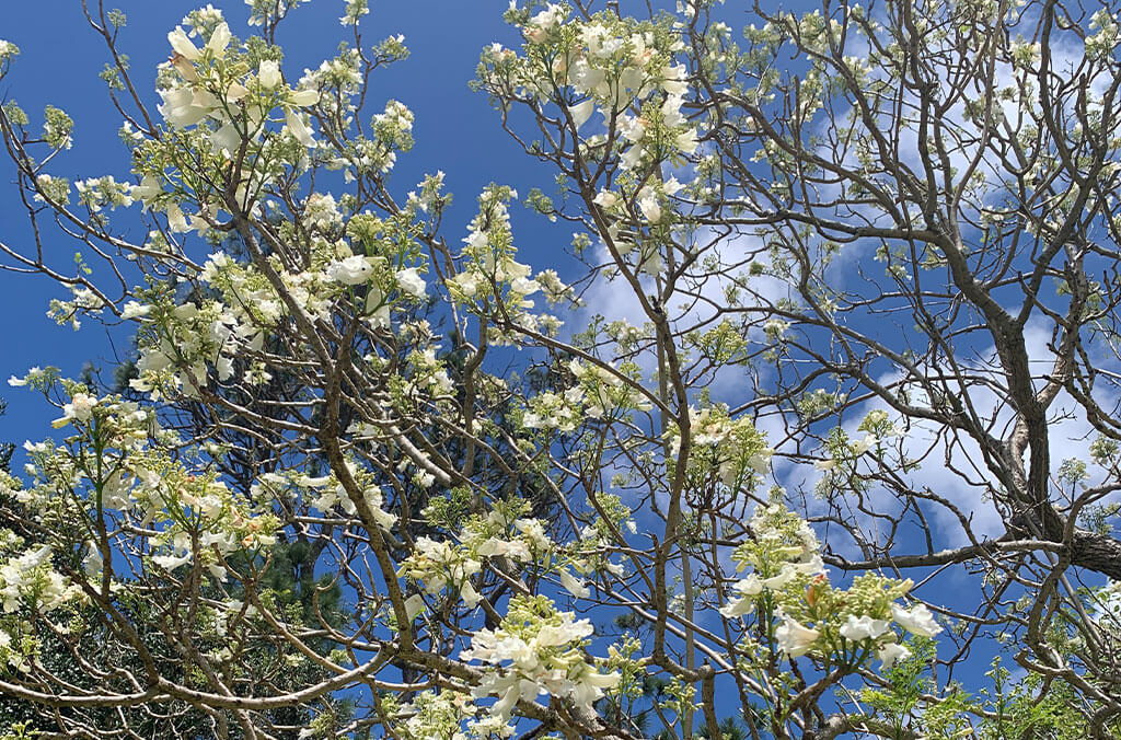 White Jacaranda in the Royal Botanic Garden Sydney