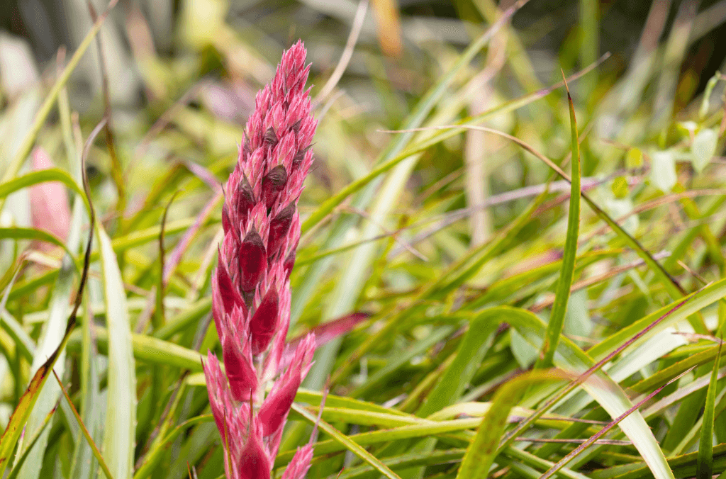 Long red spikey plant in the Garden