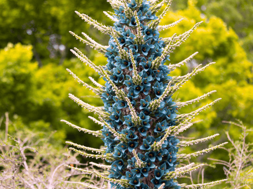 Bright blue long flowers 