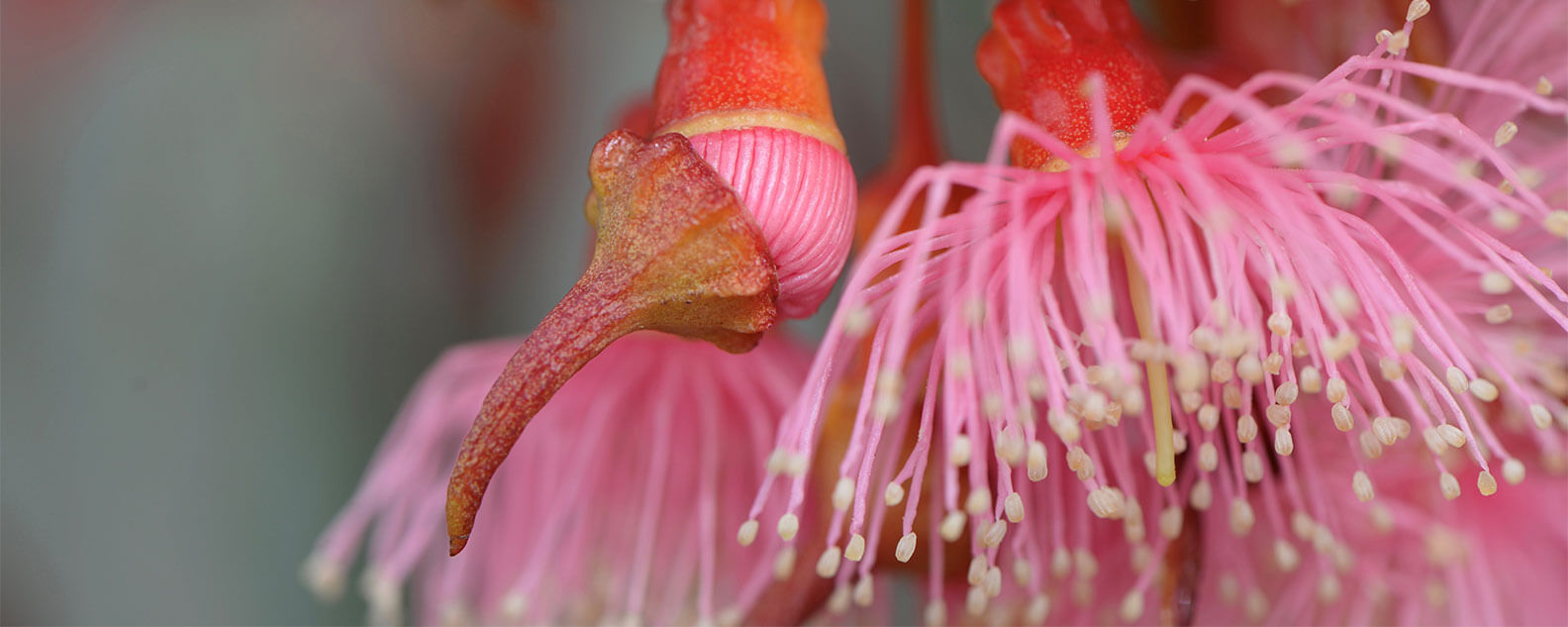 Coolgardie Gum blossoming