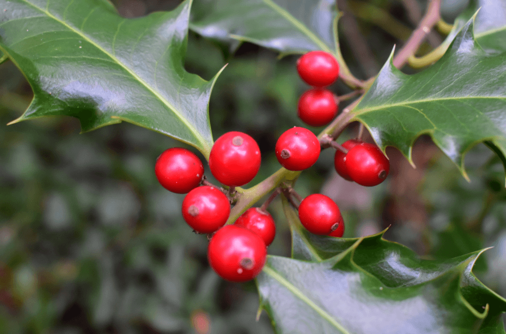 Bright red mistletoe with dark green leaves