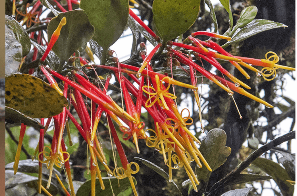 Red and yellow flowers