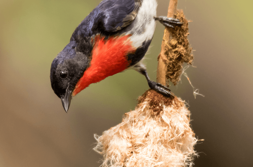 Black and red bird standing on a fluffy white mistletoe